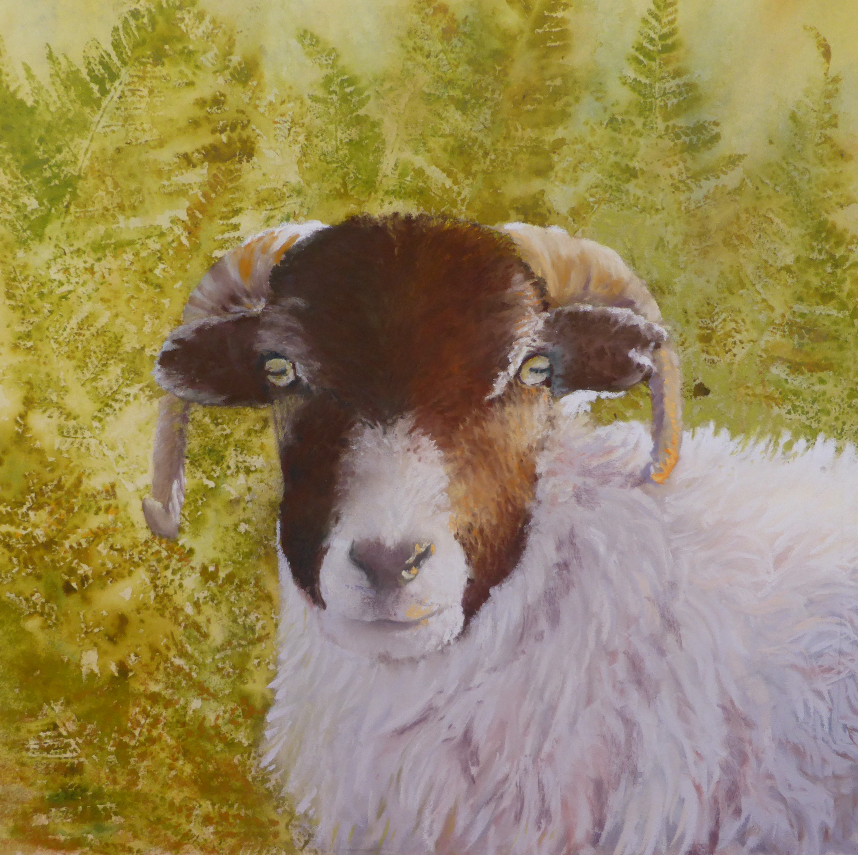 I have my eyes on Ewe