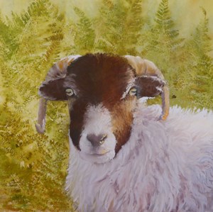 I have my eyes on Ewe