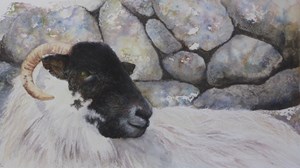 Whatching Ewe
