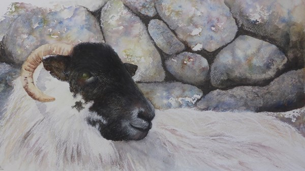 Whatching Ewe